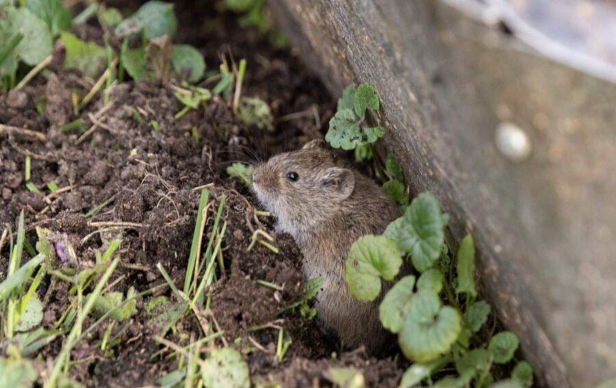 Ieraugot tos, peles aizmuks pie kaimiņiem: 7 augi, kas aizdzīs grauzējus no zemesgabala- 2026. gadā jāstāda obligāti