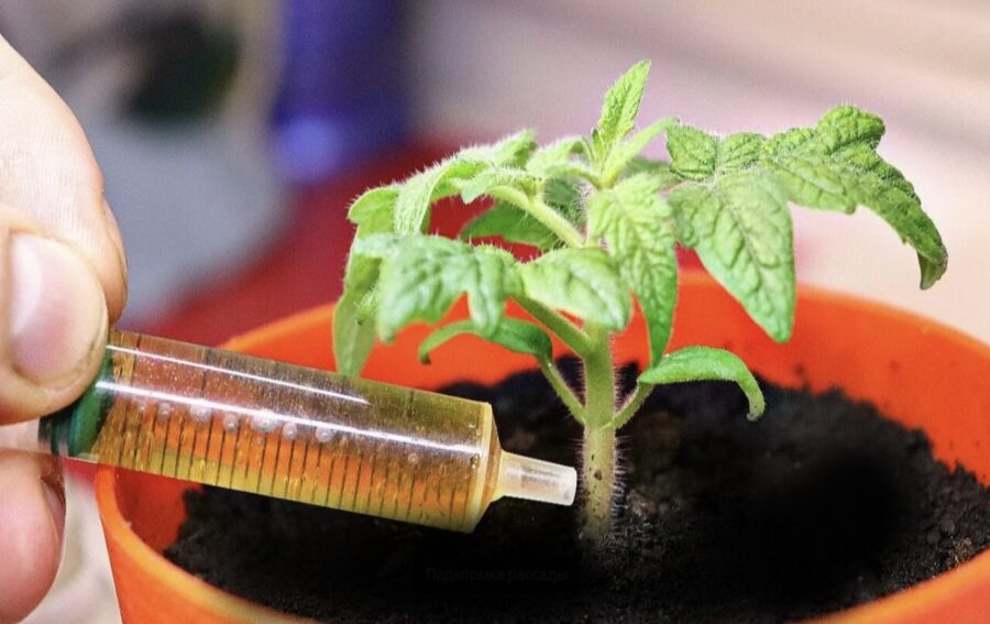 Dodu stādiem šīs iedarbīgās “dzīvās” papildmēslojuma devas, lai tie augtu resni, stipri