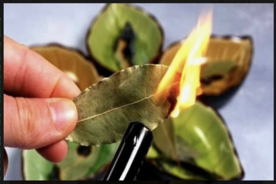 Pārstāju smieties, kad uzzināju, kāpēc saimnieces dedzina lauru lapas