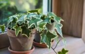 Astoņi gaisu attīroši istabas augi, kas dabiski absorbē kaitīgās gāzes