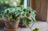 Astoņi gaisu attīroši istabas augi, kas dabiski absorbē kaitīgās gāzes