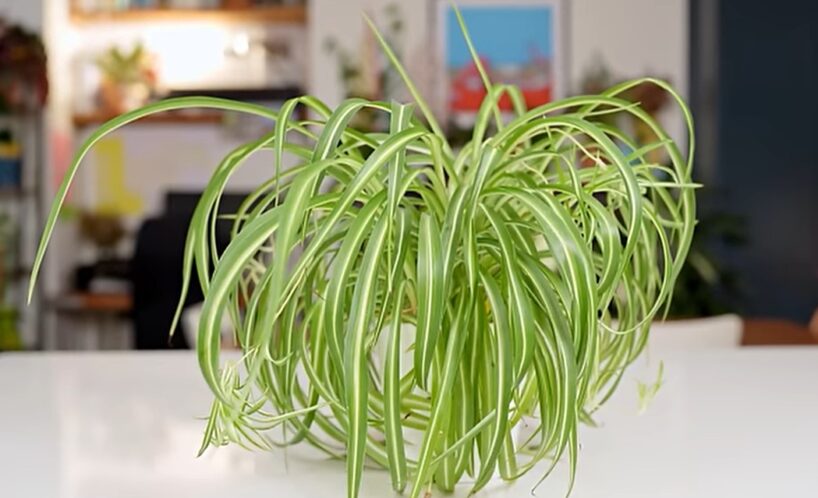 Cik bieži laistīt viegli kopjamo zirnekļaugu, lai tas augtu nevainojami – apkopojam visus trikus