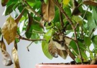 Kā nakts laikā atklāt slēptos kaitēkļus iekštelpu augiem – 4 metodes bez ķīmijas