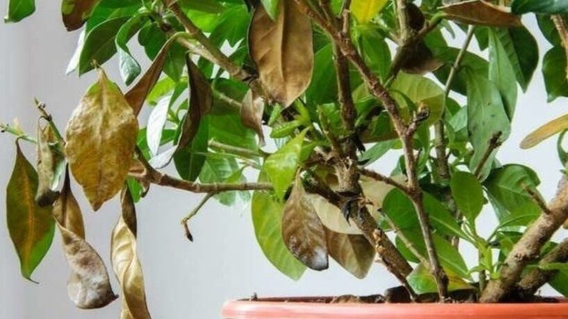 Kā nakts laikā atklāt slēptos kaitēkļus iekštelpu augiem – 4 metodes bez ķīmijas