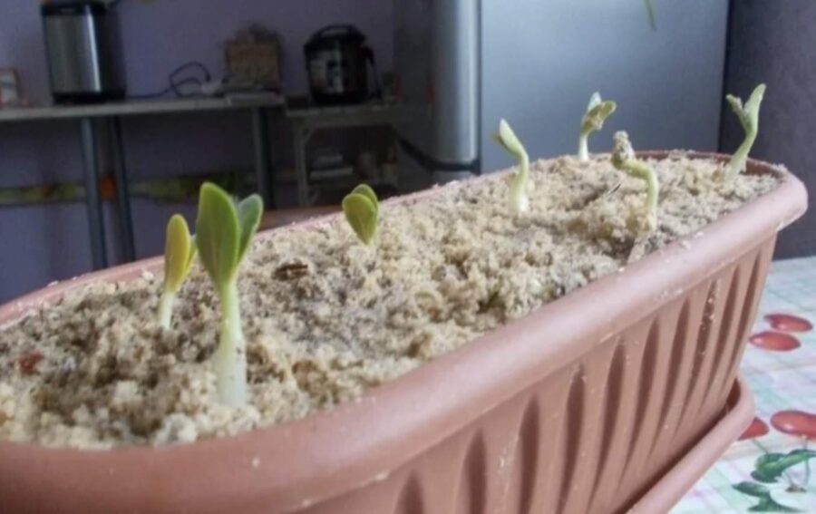 Kaimiņiene korejiete padalījās ar tautas metodi gurķu audzēšanā: pamēģināju – pirmo reizi novācu tik lielu ražu