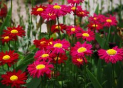 Pārstāju stādīt samtenes un aizvietoju tās ar citiem ziediem — tagad mans dārzs vienmēr ir brīvs no kaitēkļiem un puvēm