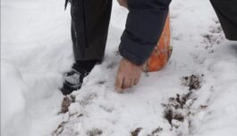 Ko sēt pēc pirmā sniega decembrī, lai iegūtu agru ražu Ko sēt pēc pirmā sniega decembrī, lai iegūtu agru ražu