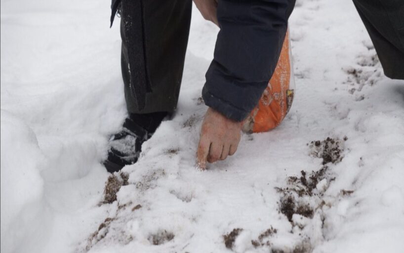 Ko sēt pēc pirmā sniega decembrī, lai iegūtu agru ražu