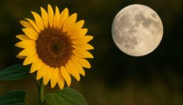 Ziedi, kas nes veiksmi atbilstoši tavai zvaigžņu zīmei; praktisks gids, kas atspoguļo tava dzimšanas datuma saistību ar ziedu izvēli