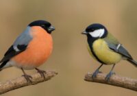 Abi putni bieži sastopami Latvijas dabā, tomēr līdzīgs tiem ir tikai izskats: eksperti pastāsta, cik ļoti patiesībā atšķiras zīlītes un svilpji