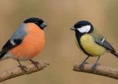Abi putni bieži sastopami Latvijas dabā, tomēr līdzīgs tiem ir tikai izskats: eksperti pastāsta, cik ļoti patiesībā atšķiras zīlītes un svilpji