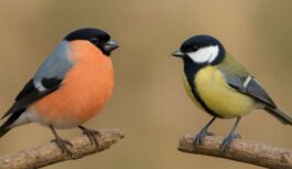 Abi putni bieži sastopami Latvijas dabā, tomēr līdzīgs tiem ir tikai izskats: eksperti pastāsta, cik ļoti patiesībā atšķiras zīlītes un svilpji Abi putni bieži sastopami Latvijas dabā, tomēr līdzīgs tiem ir tikai izskats: eksperti pastāsta, cik ļoti patiesībā atšķiras zīlītes un svilpji