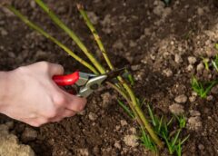 Dārznieki izceļ 8 izplatītākos augus, kurus vienmēr būtu jāapgriež decembrī, lai nākamgad tie ziedētu vēl bagātīgāki