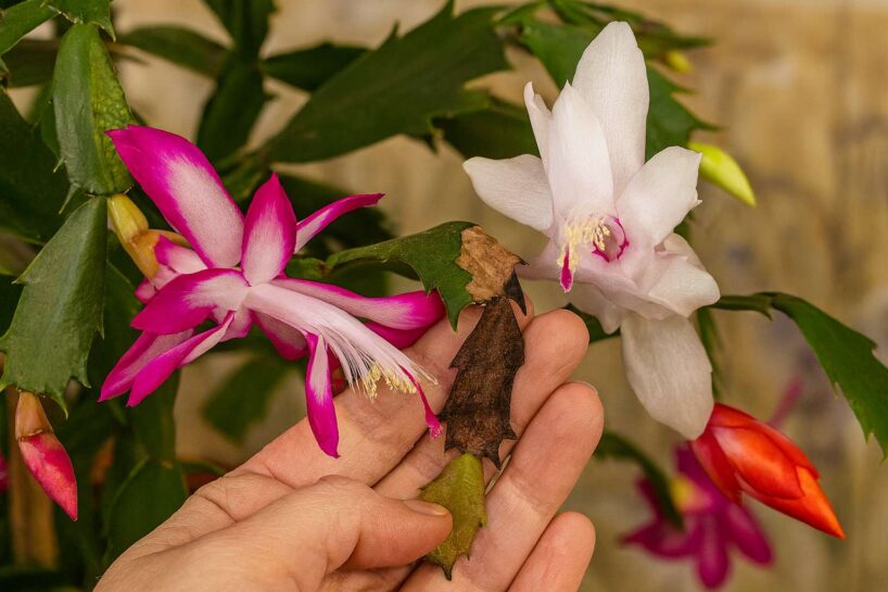 Kāpēc Ziemassvētku kaktusa lapas vīst un brūnē – vienkāršs paņēmiens, lai tās atkal zaļotu un izdzītu jaunus pumpurus