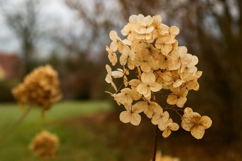 Decembris ir piemērots laiks vienam svarīgam darbiņam pie hortenzijām, lai tās nākamajā sezonā ziedētu daudz kuplāk