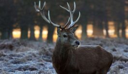 “Man šobrīd diemžēl nav nekā iepriecinoša”: meteorologs Toms Bricis nāk klajā ar šīs nedēļas laika prognozēm un atklāj, kādi būs Ziemassvētki “Man šobrīd diemžēl nav nekā iepriecinoša”: meteorologs Toms Bricis nāk klajā ar šīs nedēļas laika prognozēm un atklāj, kādi būs Ziemassvētki