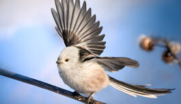 Meža eņģelis – garastes zīlīte; kā tā izskatās un kāds ir stāsts par šo interesanto putnu Meža eņģelis – garastes zīlīte; kā tā izskatās un kāds ir stāsts par šo interesanto putnu