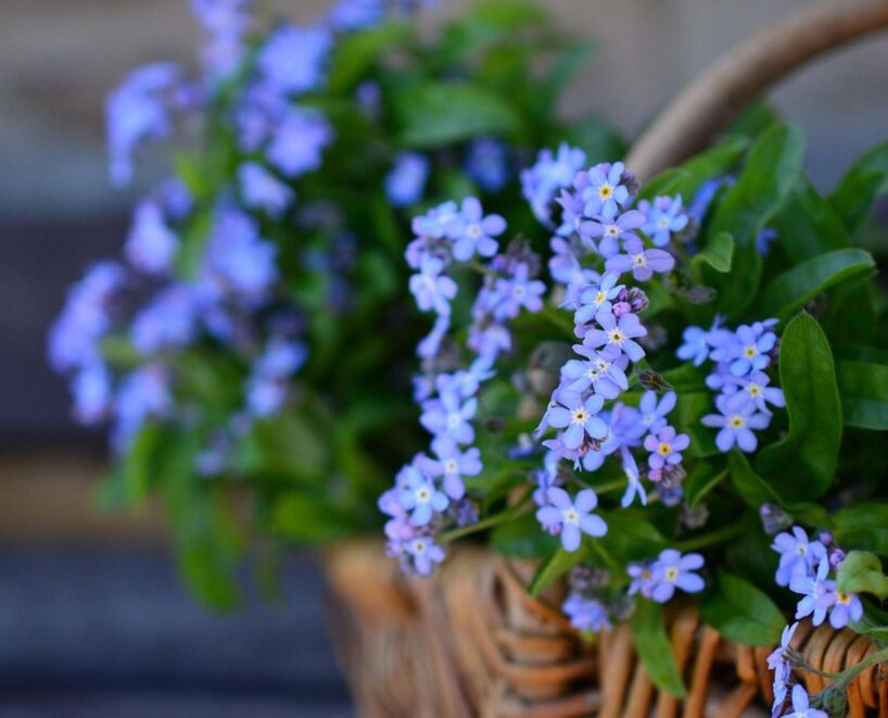 Lai pavasarī dārzā būtu ziedu jūra, pieredzējuši dārznieki sēklas jau dobēs stāda jau decembrī: soli pa solim, kas jādara