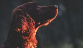 Kādu šķirņu suņi jums ir vispiemērotākie saskaņā ar Ķīniešu horoskopa zīmi Kādu šķirņu suņi jums ir vispiemērotākie saskaņā ar Ķīniešu horoskopa zīmi