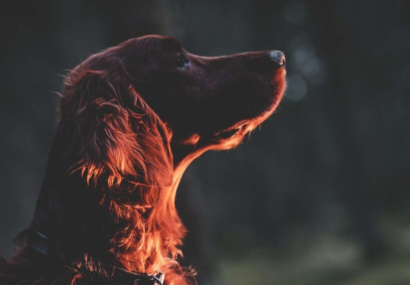 Kādu šķirņu suņi jums ir vispiemērotākie saskaņā ar Ķīniešu horoskopa zīmi
