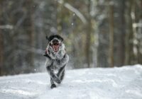 Meteorologs Toms Bricis: brīvdienās iestāsies kārtīga ziema, bet no 15. decembra viss strauji mainīsies Meteorologs Toms Bricis: brīvdienās iestāsies kārtīga ziema, bet no 15. decembra viss strauji mainīsies