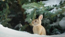 Meteorologs Toms Bricis brīdina, ka Ziemassvētkos laika apstākļi nelutinās un aicina iedzīvotājus būt uzmanīgiem