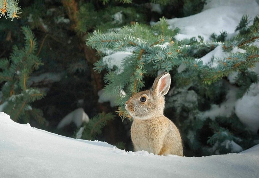 Meteorologs Toms Bricis brīdina, ka Ziemassvētkos laika apstākļi nelutinās un aicina iedzīvotājus būt uzmanīgiem
