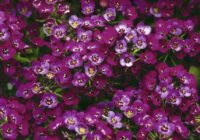 Pašizsējas puķes nav sliktākas par petūnijām: tās zied īpaši krāšņi, bet par stādiem uz palodzes var aizmirst uz visiem laikiem