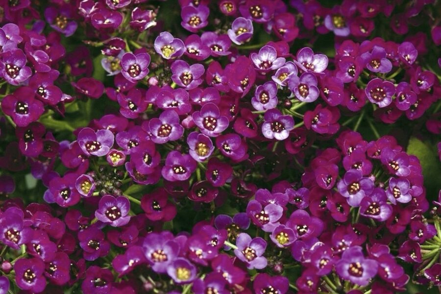 Pašizsējas puķes nav sliktākas par petūnijām: tās zied īpaši krāšņi, bet par stādiem uz palodzes var aizmirst uz visiem laikiem