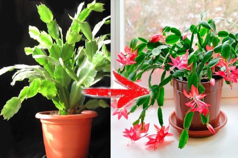 Jau decembra vidus, bet Ziemassvētku kaktuss tikai ar pāris pumpuriem — pievienoju vienu sauju, lai tas mostas kuplai ziedēšanai