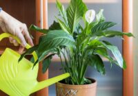 Miera lilijas lapas kļūst dzeltenas: biežākie iemesli un vienkārši risinājumi mājas apstākļos