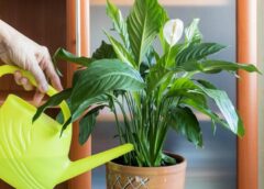 Miera lilijas lapas kļūst dzeltenas: biežākie iemesli un vienkārši risinājumi mājas apstākļos