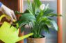 Miera lilijas lapas kļūst dzeltenas: biežākie iemesli un vienkārši risinājumi mājas apstākļos