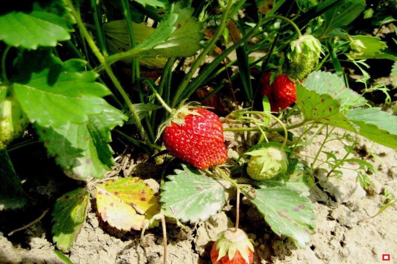 Zemenes vairs nepārstādu un neapgriežu: līdz 20. decembrim veicu vienu procedūru, un pavasarī krūmi atjaunojas bagātīgi