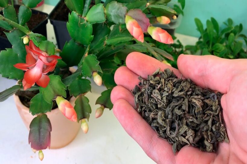 Ziemassvētku kaktuss ziedēs līdz pat aprīlim: reizi nedēļā tam dodu vienkāršu, bet iedarbīgu mēslojumu stipru ziedpumpuru veidošanai