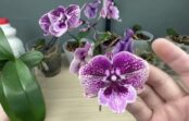 Mana orhideja zied bez pārtraukuma: reizi mēnesī aplaistu to ar ūdeni, kuram pievienota 1 pavisam vienkārša virtuves sastāvdaļa