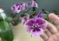 Mana orhideja zied bez pārtraukuma: reizi mēnesī aplaistu to ar ūdeni, kuram pievienota 1 pavisam vienkārša virtuves sastāvdaļa