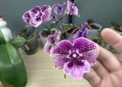 Mana orhideja zied bez pārtraukuma: reizi mēnesī aplaistu to ar ūdeni, kuram pievienota 1 pavisam vienkārša virtuves sastāvdaļa