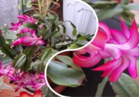 Mans Ziemassvētku kaktuss beidzot nenomet pumpurus un zied līdz pat martam: sajaucu 2 tējkarotes ar 1 litru ūdens, un tas apaug kupliem ziediem