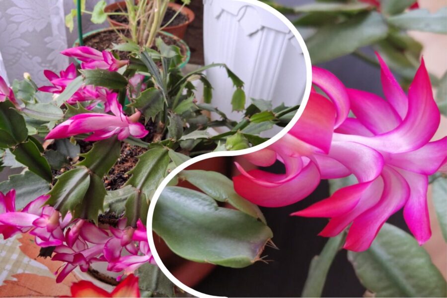 Mans Ziemassvētku kaktuss beidzot nenomet pumpurus un zied līdz pat martam: sajaucu 2 tējkarotes ar 1 litru ūdens, un tas apaug kupliem ziediem