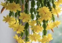 Kā pareizi laistīt Ziemassvētku kaktusu ziemā: galvenais kārtīgas augšanas un ziedēšanas noslēpums