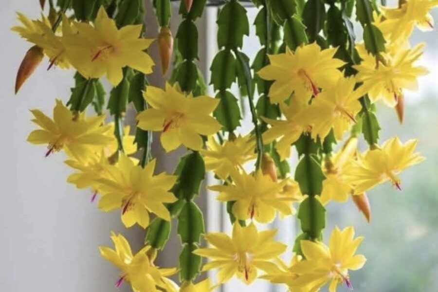 Kā pareizi laistīt Ziemassvētku kaktusu ziemā: galvenais kārtīgas augšanas un ziedēšanas noslēpums