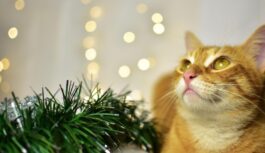 Andžela Perla nāk klajā ar prognozi visām zodiaka zīmēm: Decembra pēdējais vārds