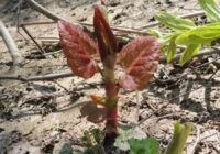 Ja ieraudzīsiet šo savā dārzā – tūlīt rociet ārā: šī nezāle ir bīstamāka par latvāni un spēj pārņemt visu īpašumu