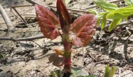 Ja ieraudzīsiet šo savā dārzā – tūlīt rociet ārā: šī nezāle ir bīstamāka par latvāni un spēj pārņemt visu īpašumu