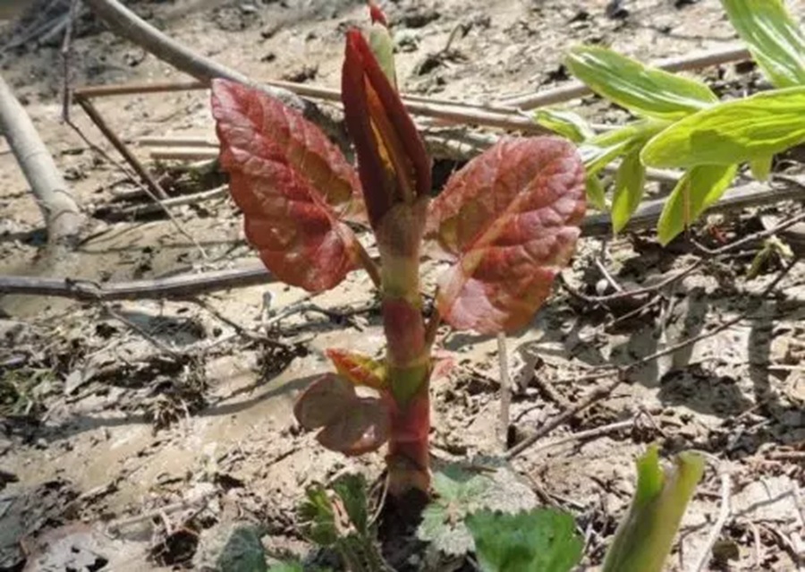 Ja ieraudzīsiet šo savā dārzā – tūlīt rociet ārā: šī nezāle ir bīstamāka par latvāni un spēj pārņemt visu īpašumu