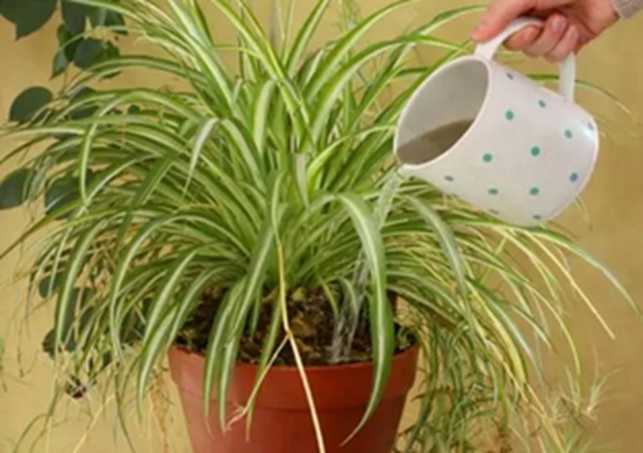 Zaļais “gaisa filtrs”, kam vajadzētu būt katrā mājā: tā vērtīgās īpašības un pavisam vienkāršā kopšana