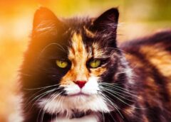 Trīskrāsu jeb kaķi “bruņurupuči” slēpj trīs galvenos noslēpumus: ko pat saimnieki nezina