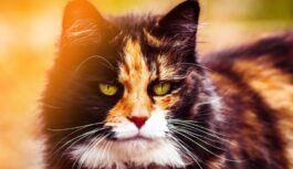 Trīskrāsu jeb kaķi “bruņurupuči” slēpj trīs galvenos noslēpumus: ko pat saimnieki nezina