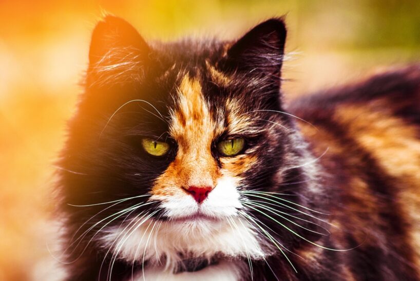 Trīskrāsu jeb kaķi “bruņurupuči” slēpj trīs galvenos noslēpumus: ko pat saimnieki nezina